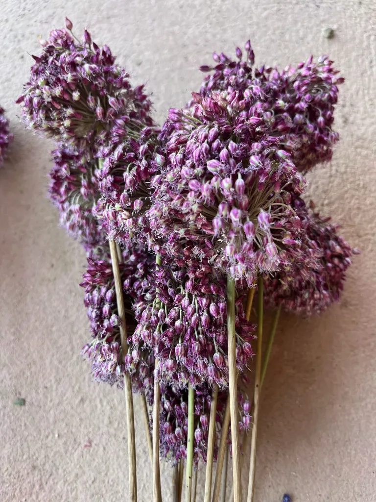 IMG_1434.webp