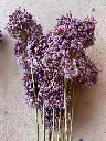 IMG_1434.webp