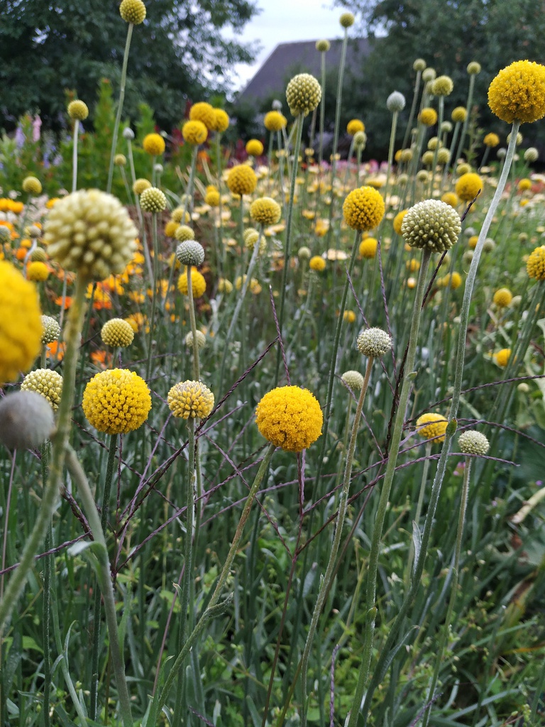 Dahlienstecklinge (Jungpflanze)