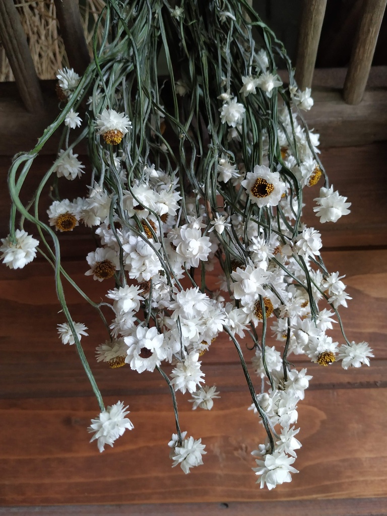Trockenblumen im Bund
